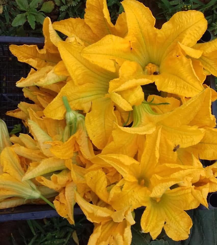 Fiori di zucca appena raccolti