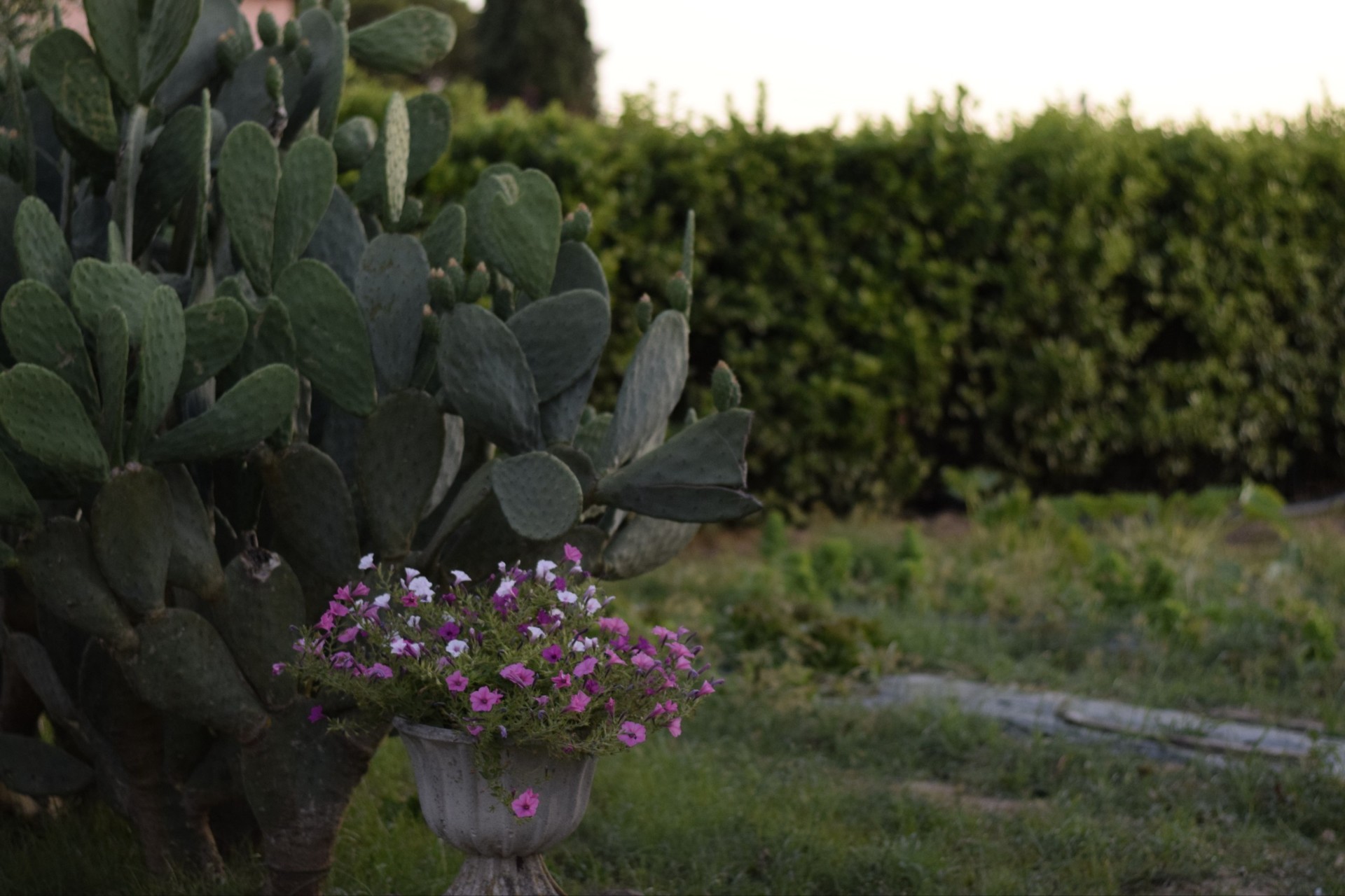 Fichi d'India e petunie nel giardino