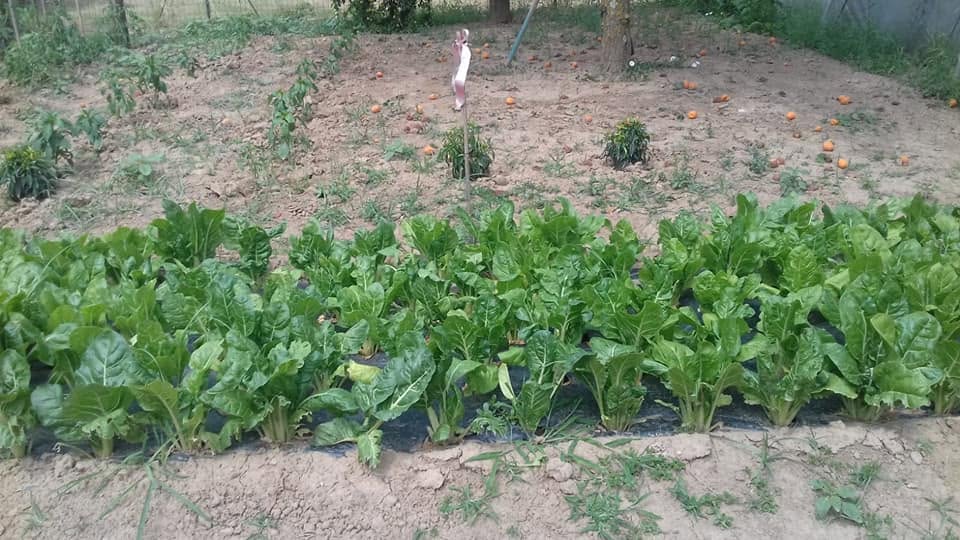 Bietole nell'orto di produzione propria