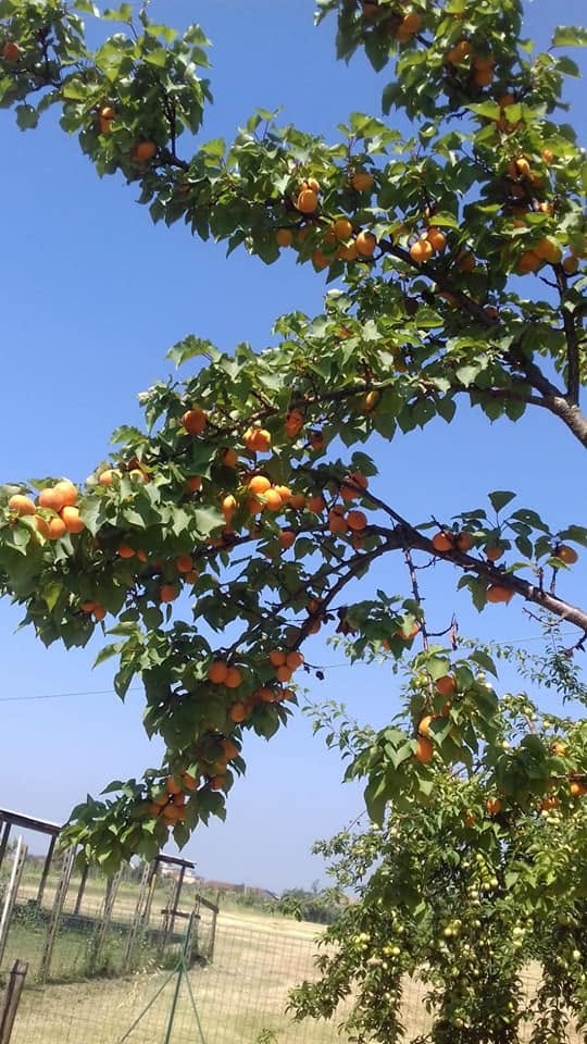 Albero di albicocche