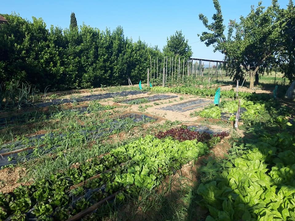 Orto con insalate e verdure