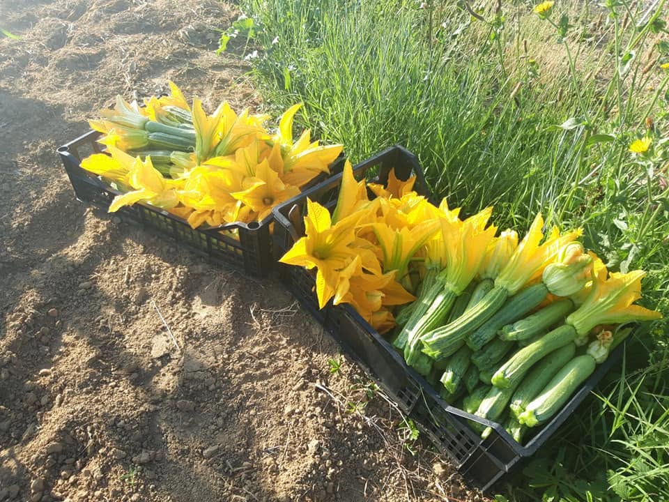 Raccolta di fiori di zucca e zucchine