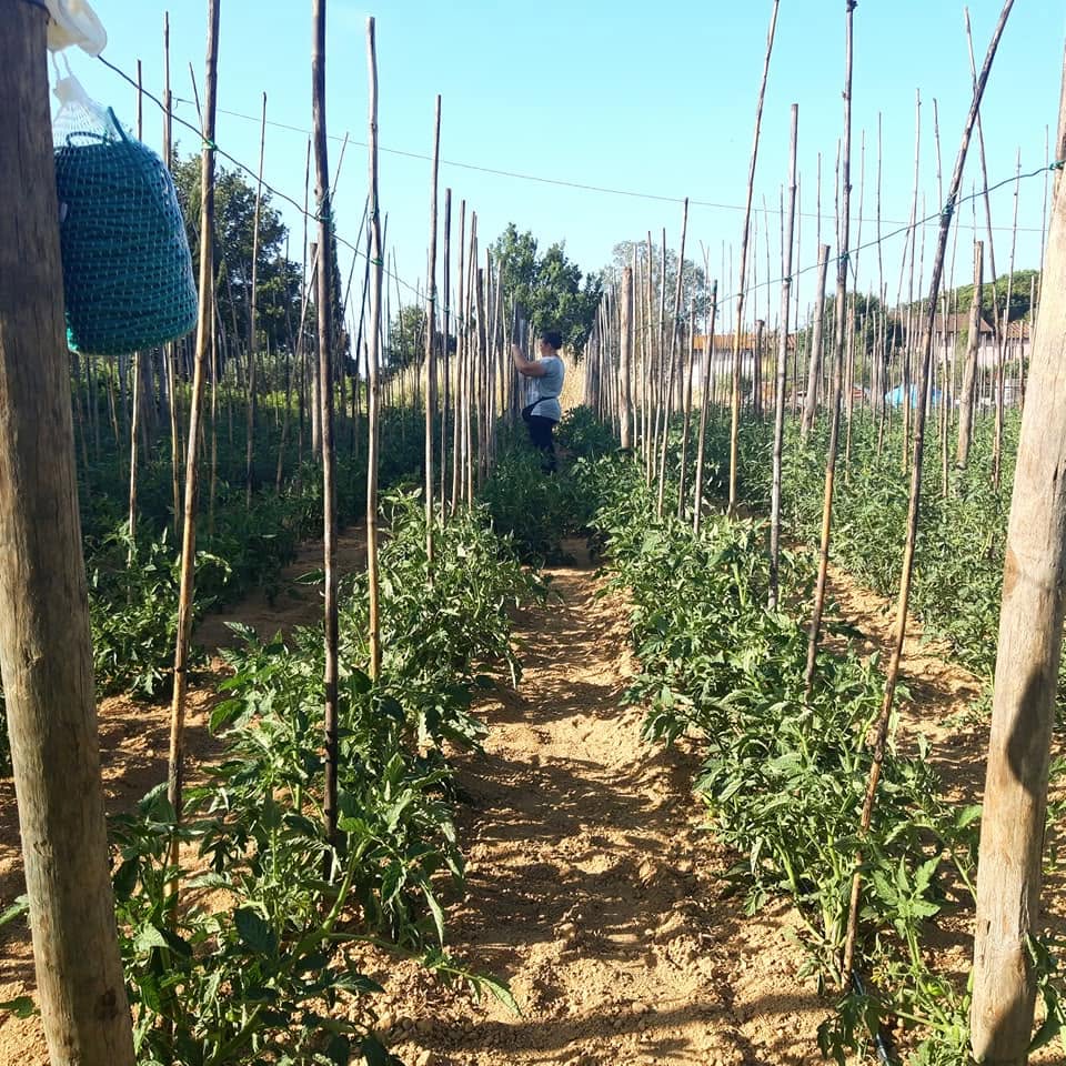 Orto con piante di pomodoro